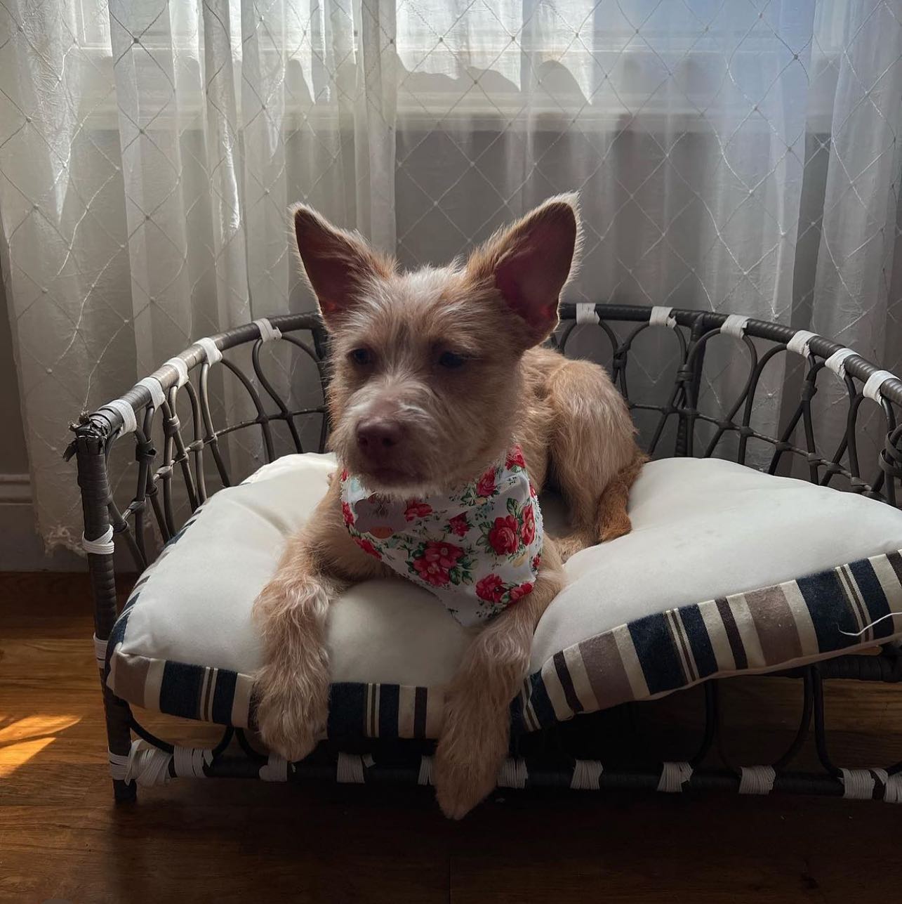 dog sitting on chair