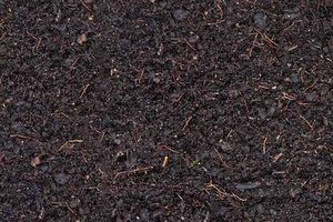 Close-up of dark brown potting soil with visible bits of organic matter and small roots.