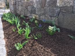 Flowerbed with sprouting green plants in front of a stone wall. Brown mulch covers the ground.