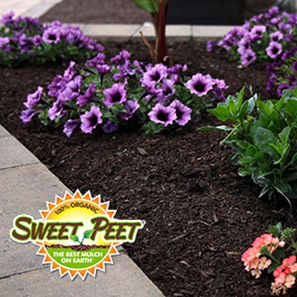 Flower bed with purple petunias and Sweet Peet mulch.