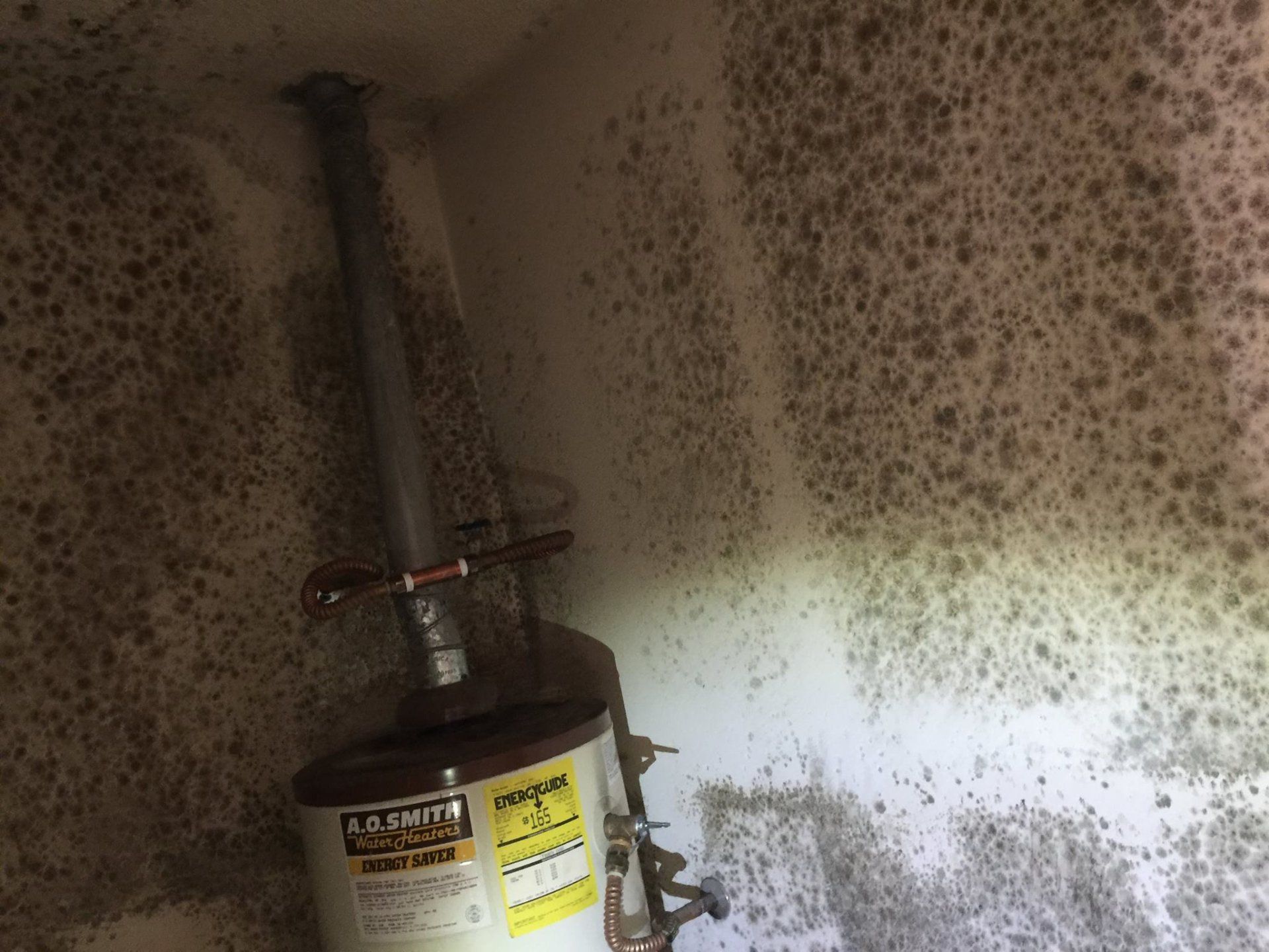 Call Mold Eliminator 702-442-1126 Free Mold Investigation or For asbestos testing for mold.