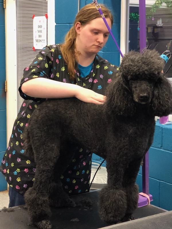 Pet grooming class