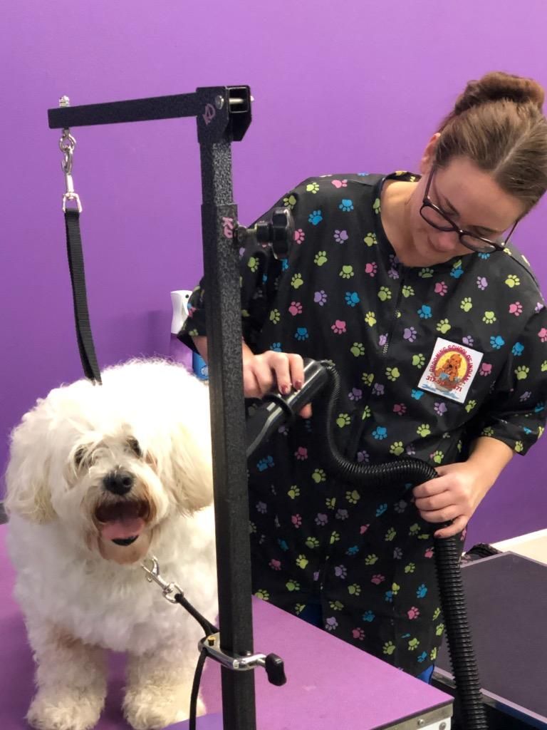 Pet grooming class