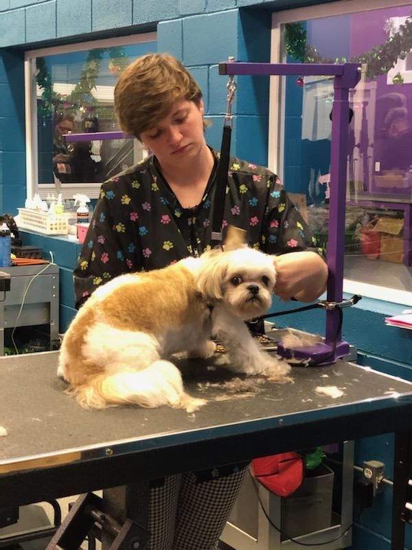 Pet grooming class