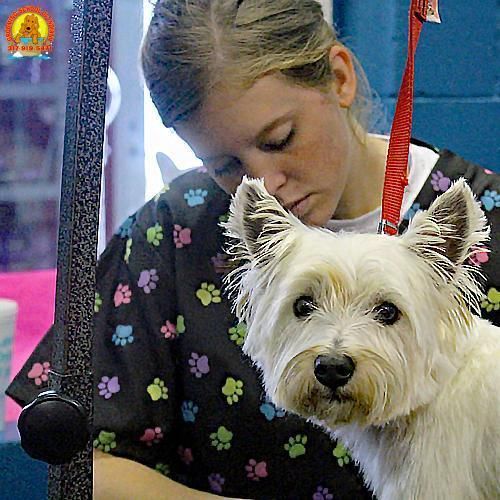 Pet grooming class