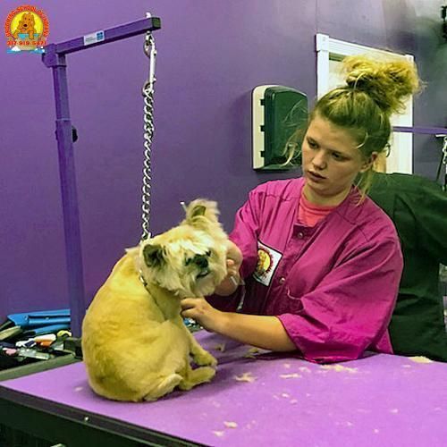 Pet grooming class