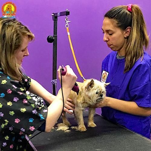 Pet grooming class