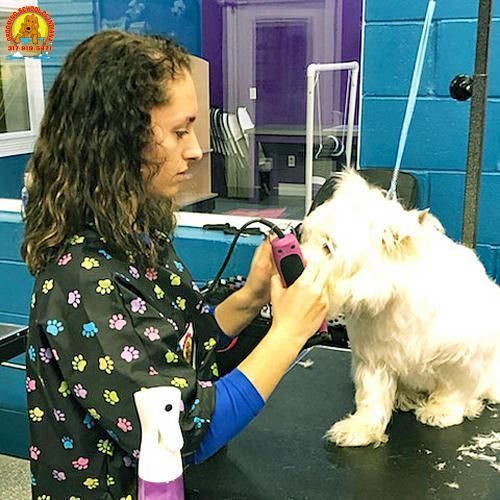 Pet grooming class