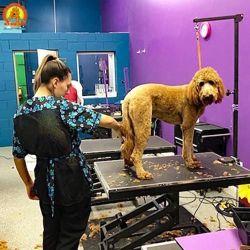 Pet grooming class