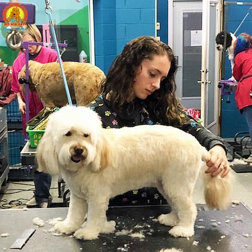 Pet grooming class