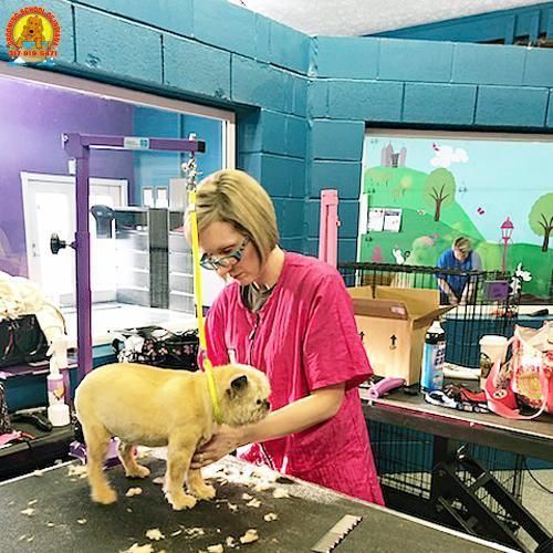 Pet grooming class