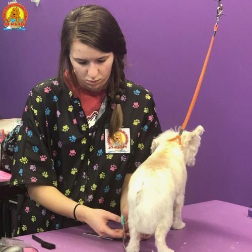 Pet grooming class