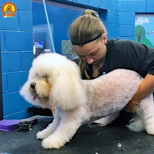 Pet grooming class