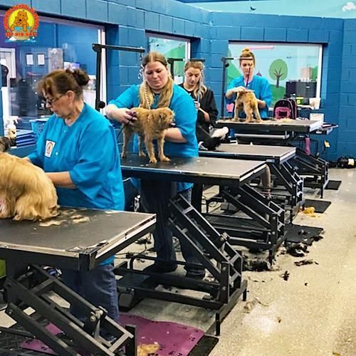 Pet grooming class