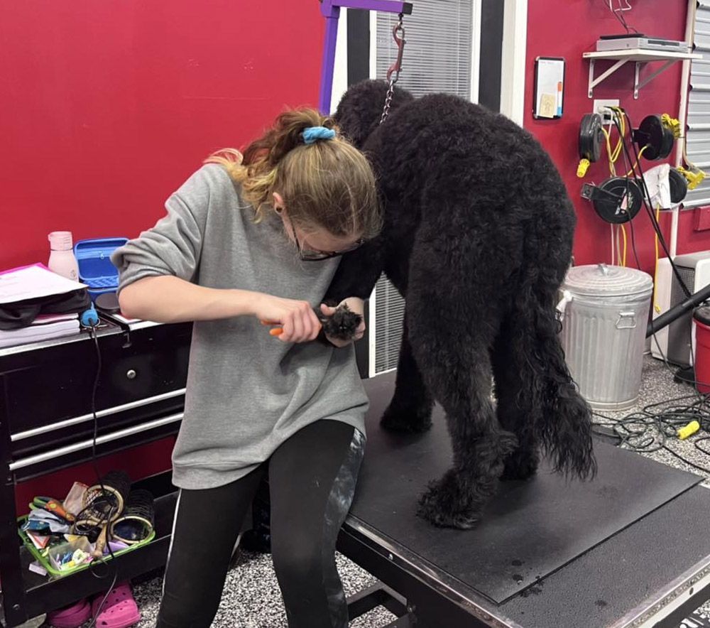 Dog Groomers Grooming School Of Indiana Greenwood, IN