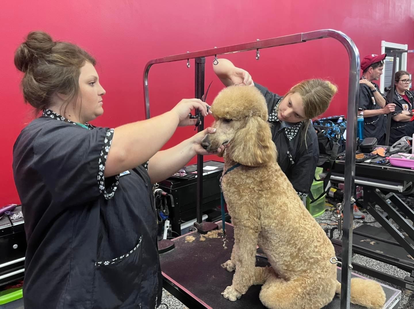 Two women are grooming a poodle