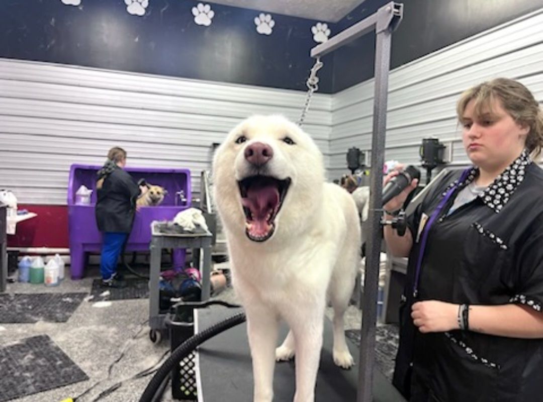 A woman is standing next to a white dog with its mouth open