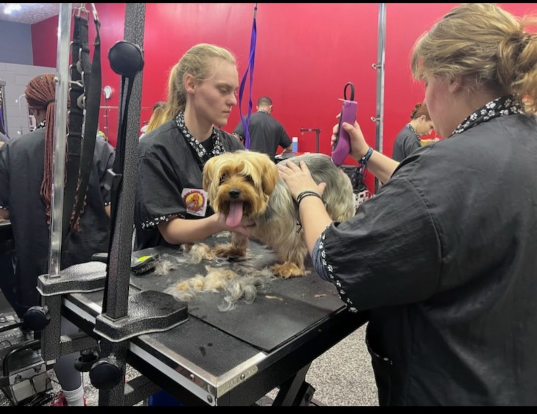 Two women are grooming a small dog on a table