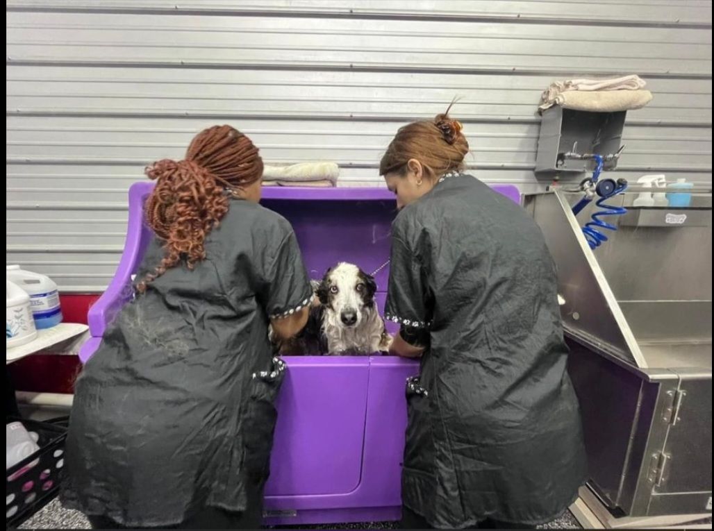 Two women are bathing a dog in a purple tub