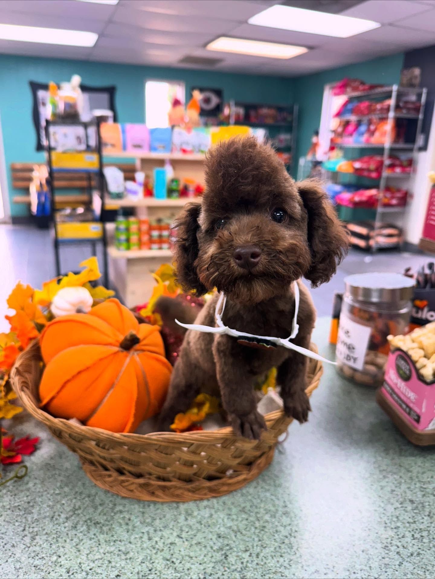 Brown poodle with a stylish haircut sits in a basket with pumpkins, in a pet store.