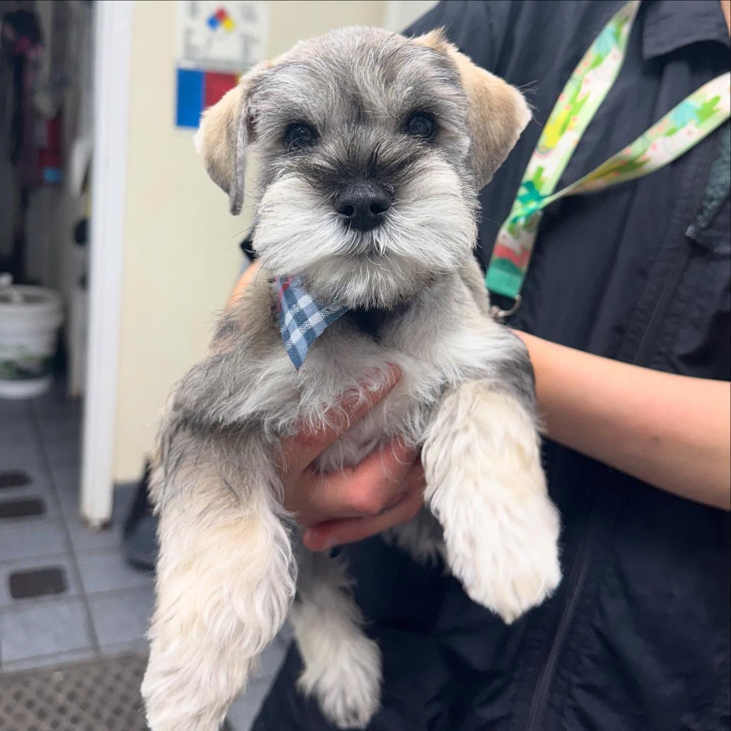Gray and white Miniature Schnauzer puppy held in person's hands wearing a blue bow tie.