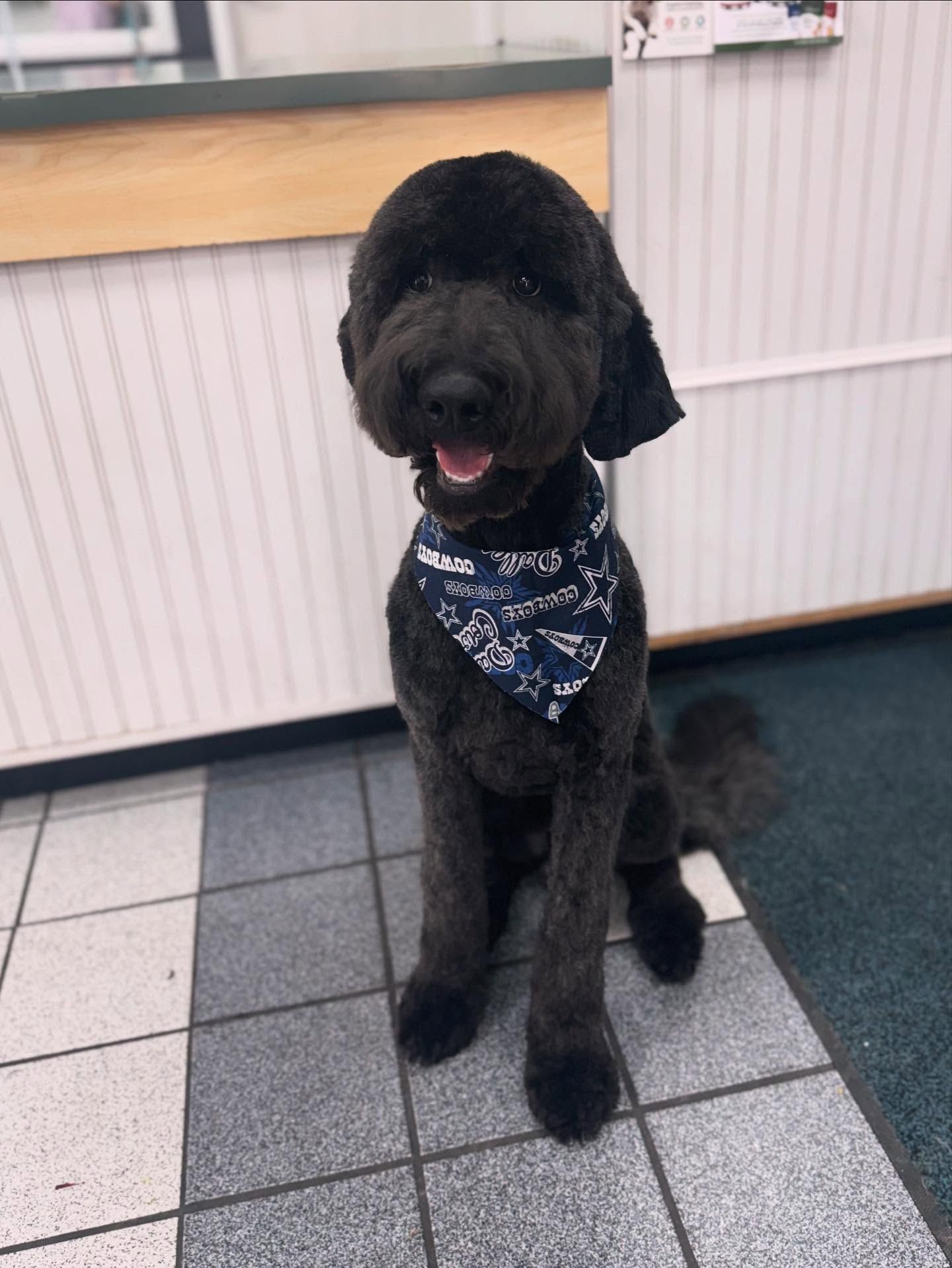 Black dog, styled haircut, wearing a blue bandana, sitting on a tiled floor.