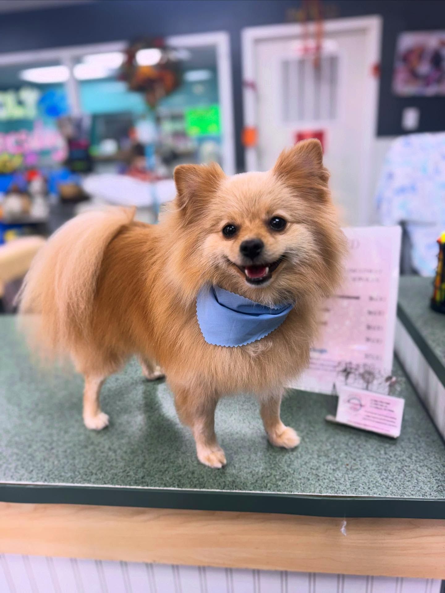 Tan Pomeranian dog wearing a blue bandana, smiling on a counter.