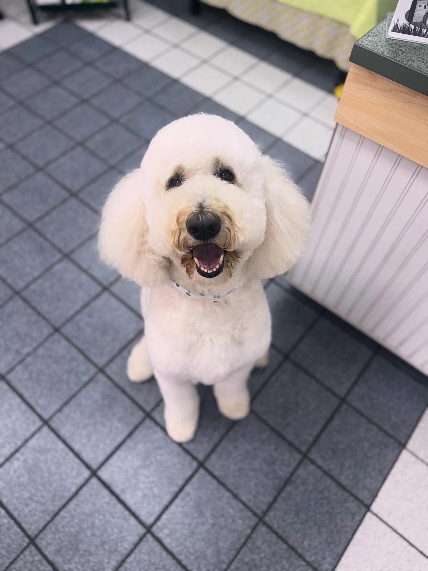 White poodle with a friendly expression, sitting on a tiled floor.
