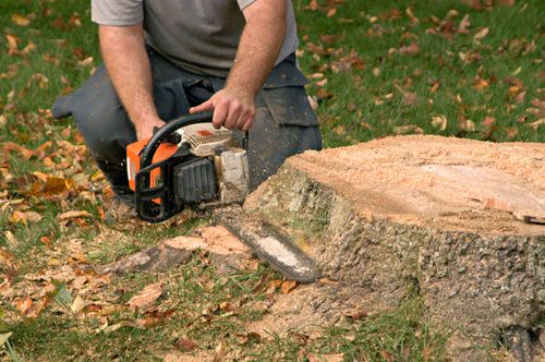 Person using a chainsaw to cut a tree stump in a grassy yard with fallen leaves