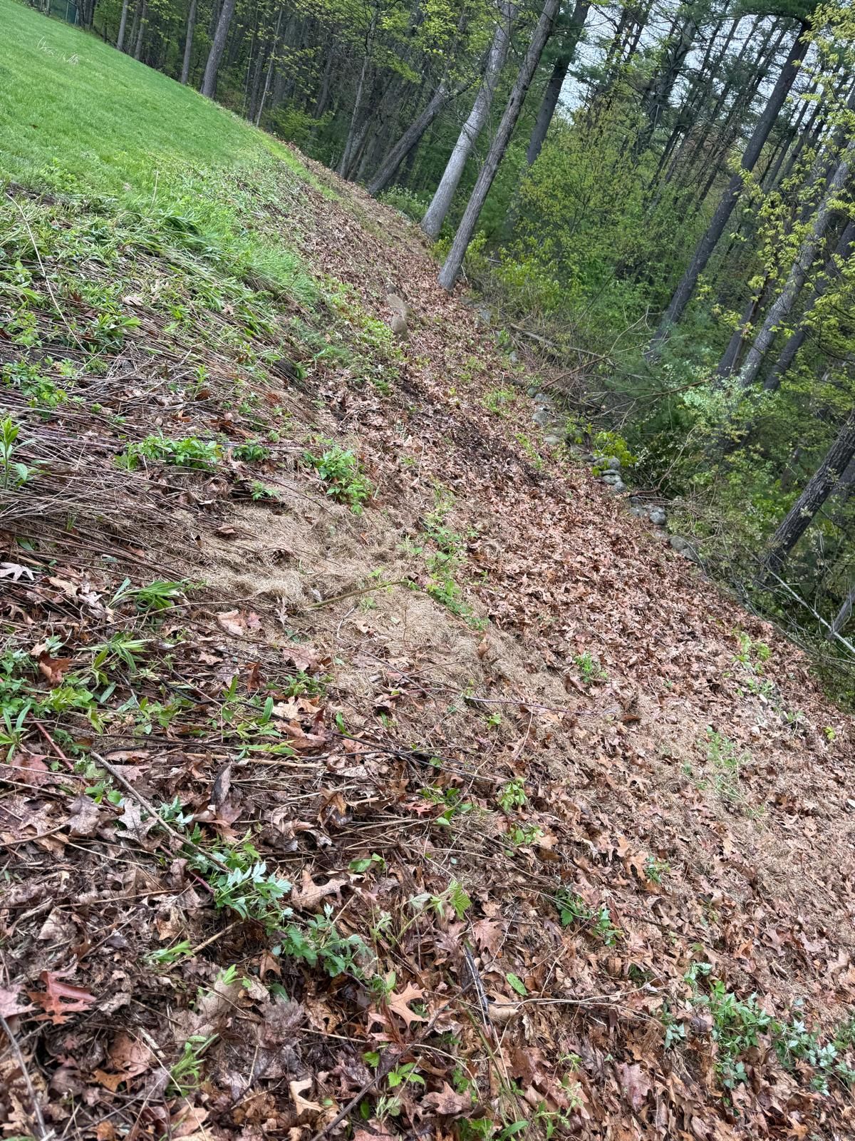 Leaf-covered dirt trail winding through a green forest on a steep hillside