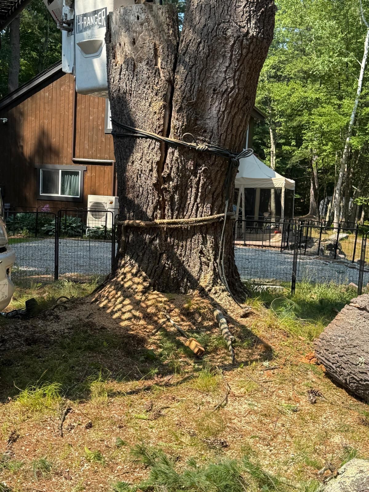 Large tree with black straps in a wooded yard beside a house and white canopy tent