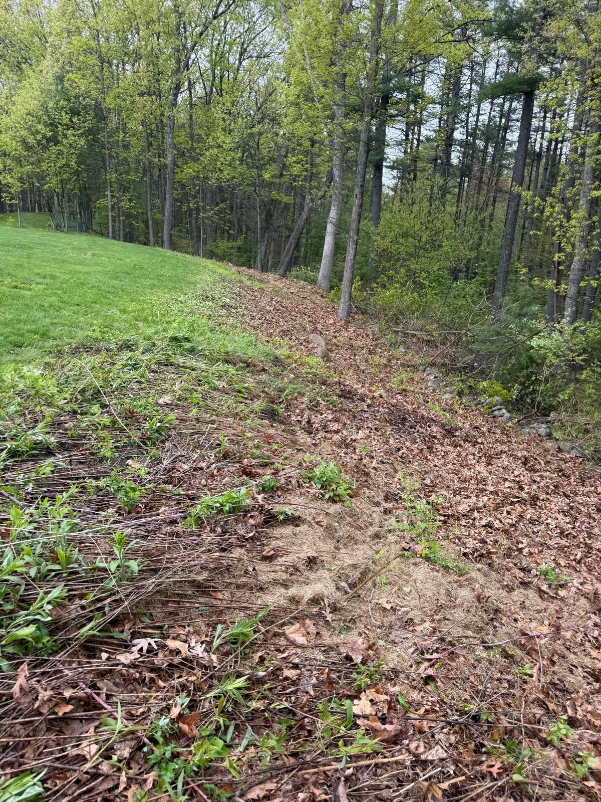 Grassy hillside beside a muddy forest trail with spring trees and leaf litter