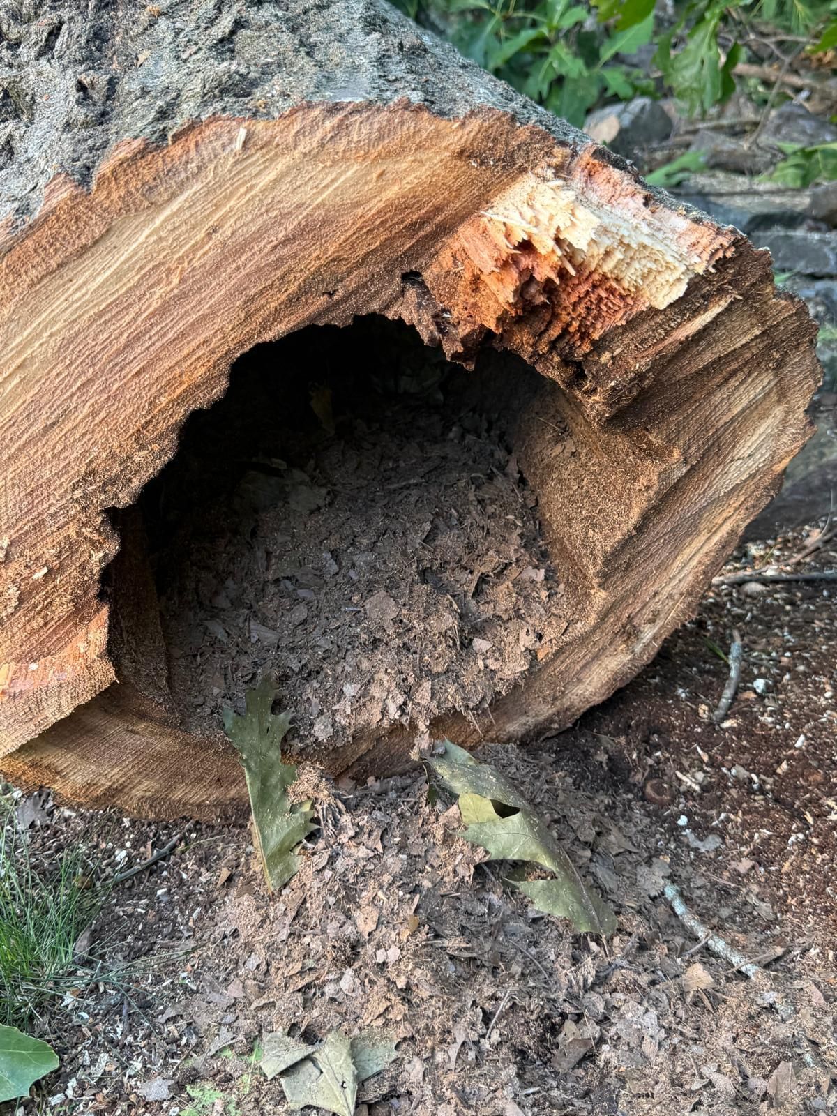 Hollow cut log with decayed wood debris spilling out onto the ground outdoors