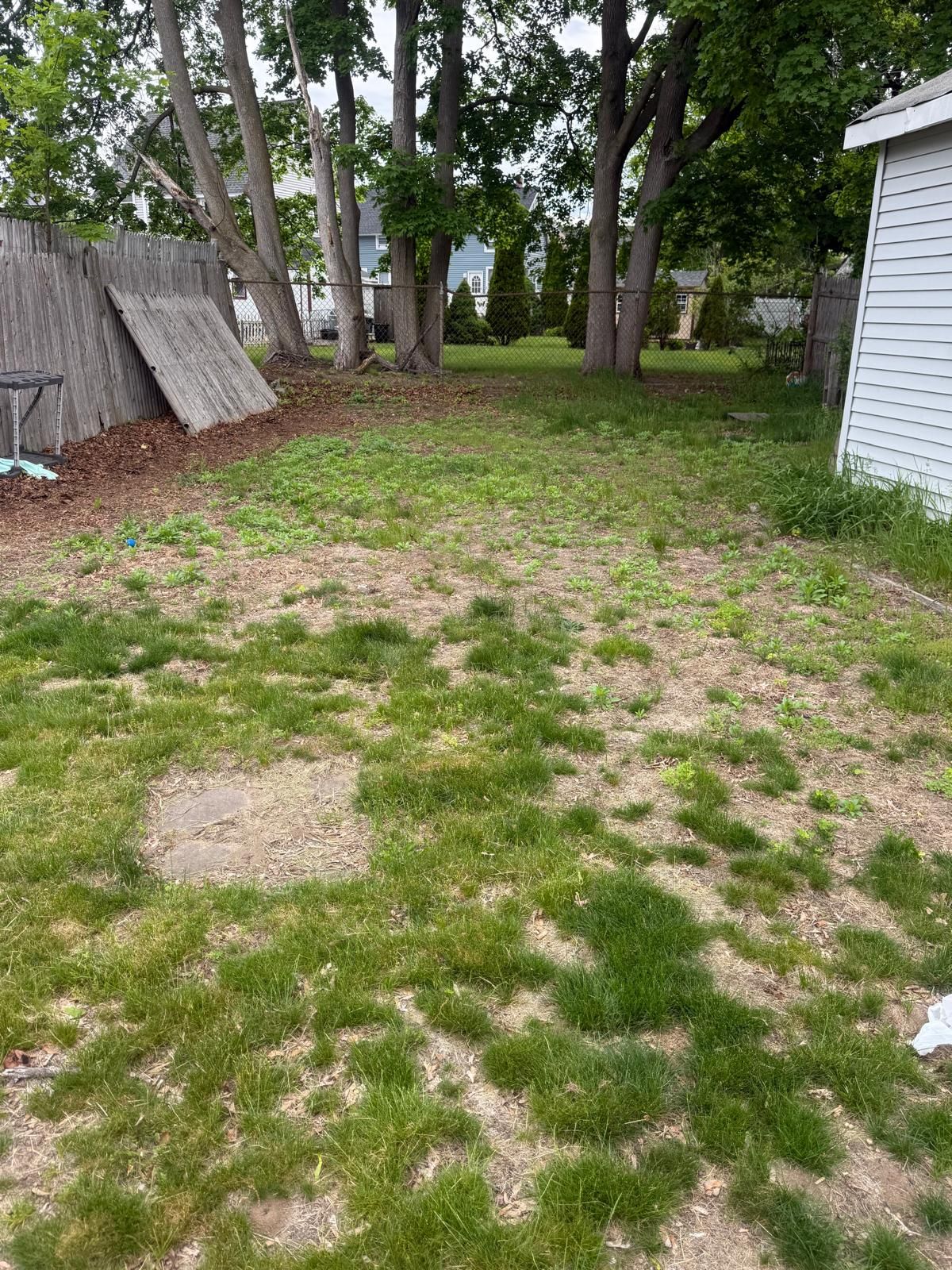 Grassy backyard with patchy bare spots, trees in the center, and a white shed on the right