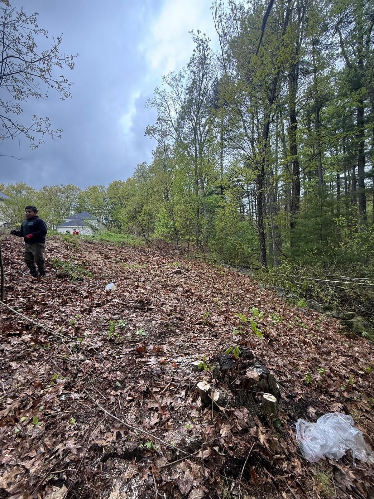 Person standing on a leafy hillside in a wooded area under a cloudy sky.