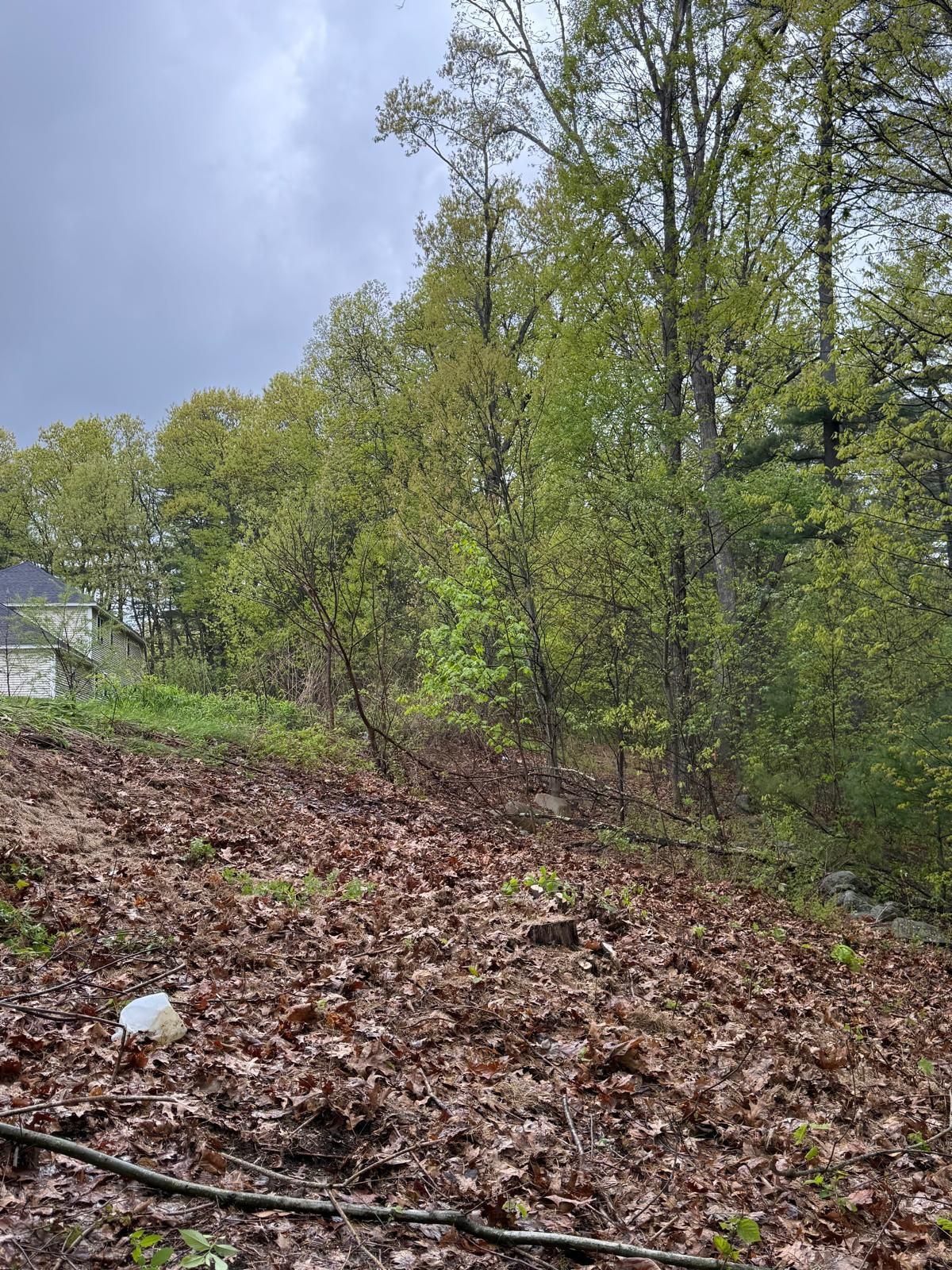 Wooded hillside with spring trees, brown leaf litter, and a cloudy sky beside a house