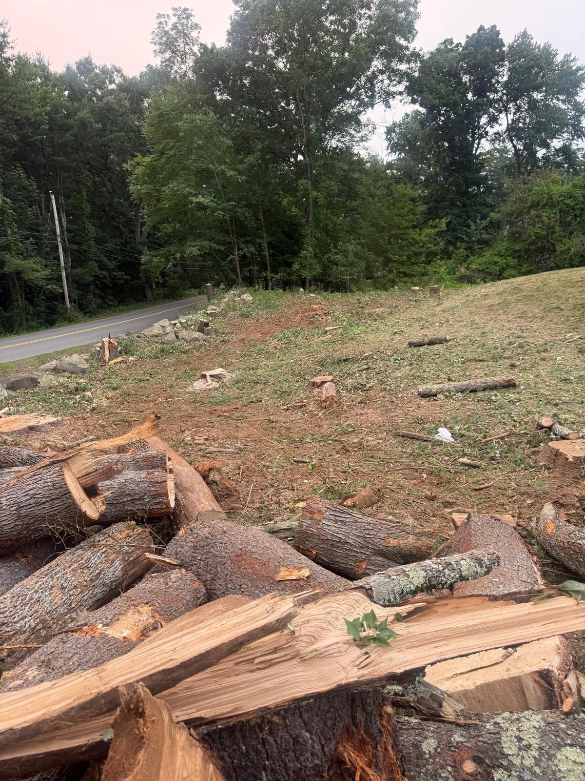 Freshly cut logs piled beside a rural road with trees and a cleared grassy hillside in the background