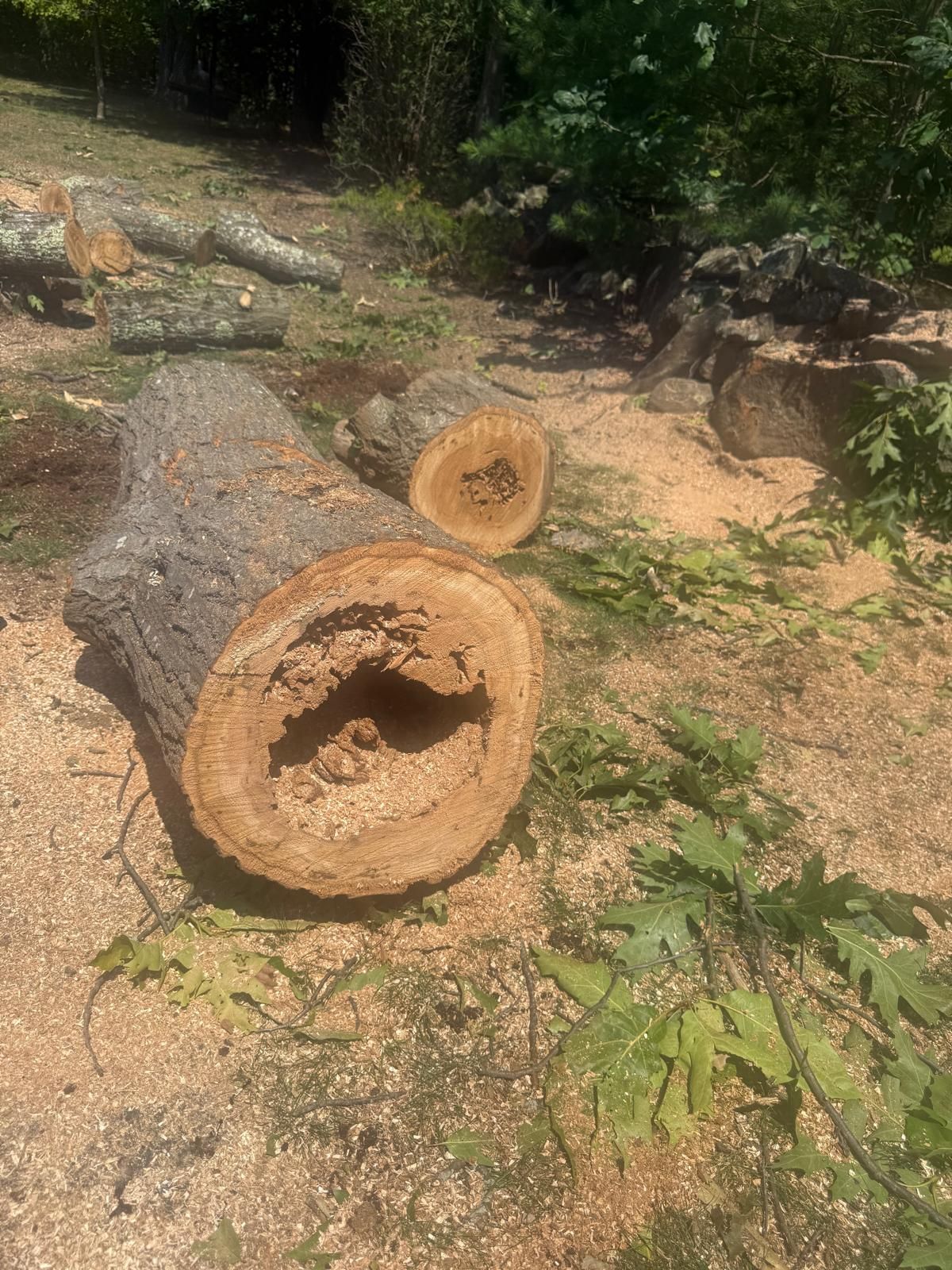 Two cut tree trunks lying on a sunny dirt slope with greenery around them