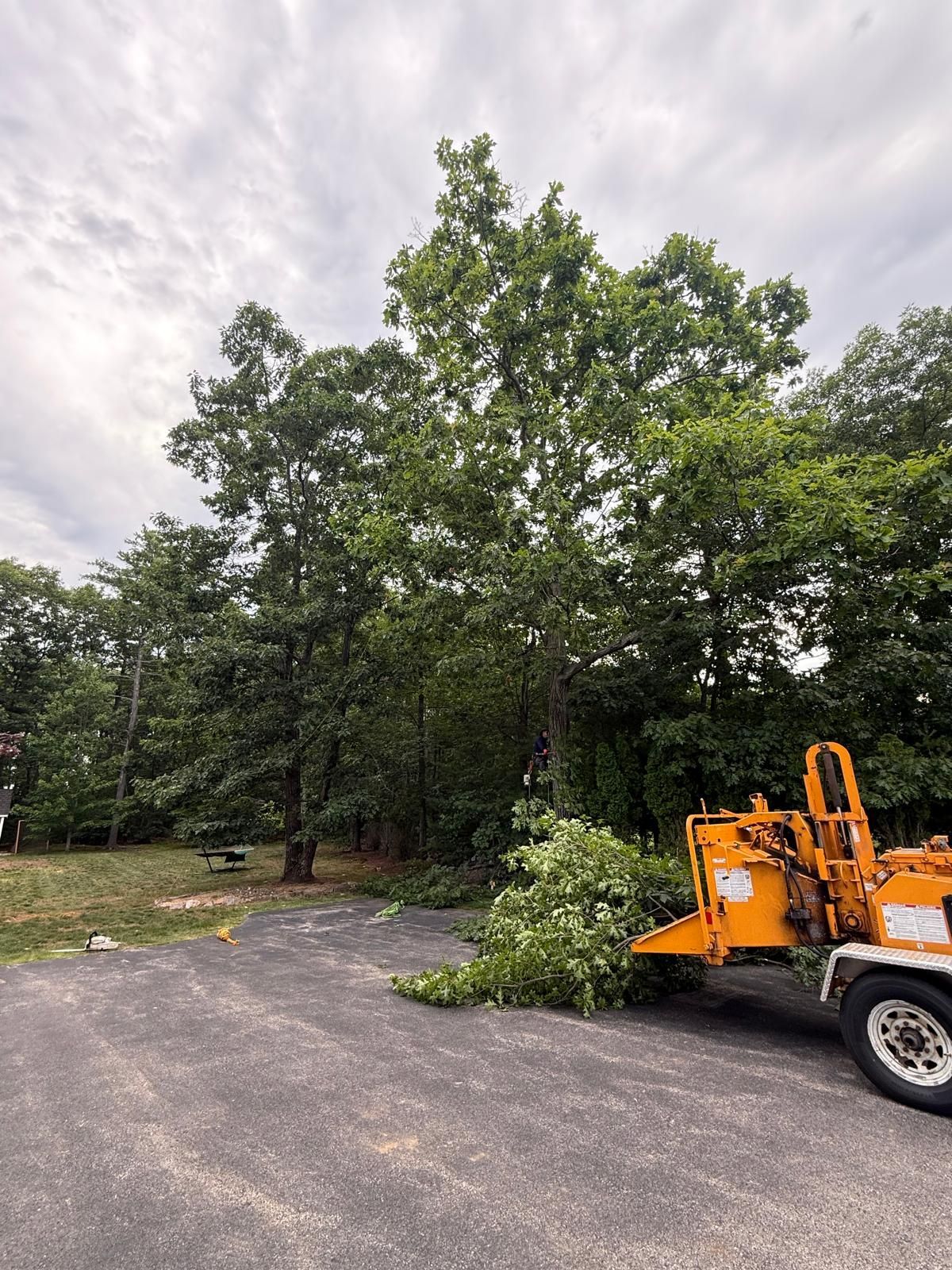 Orange wood chipper clearing a fallen tree branch beside a paved road in a wooded area