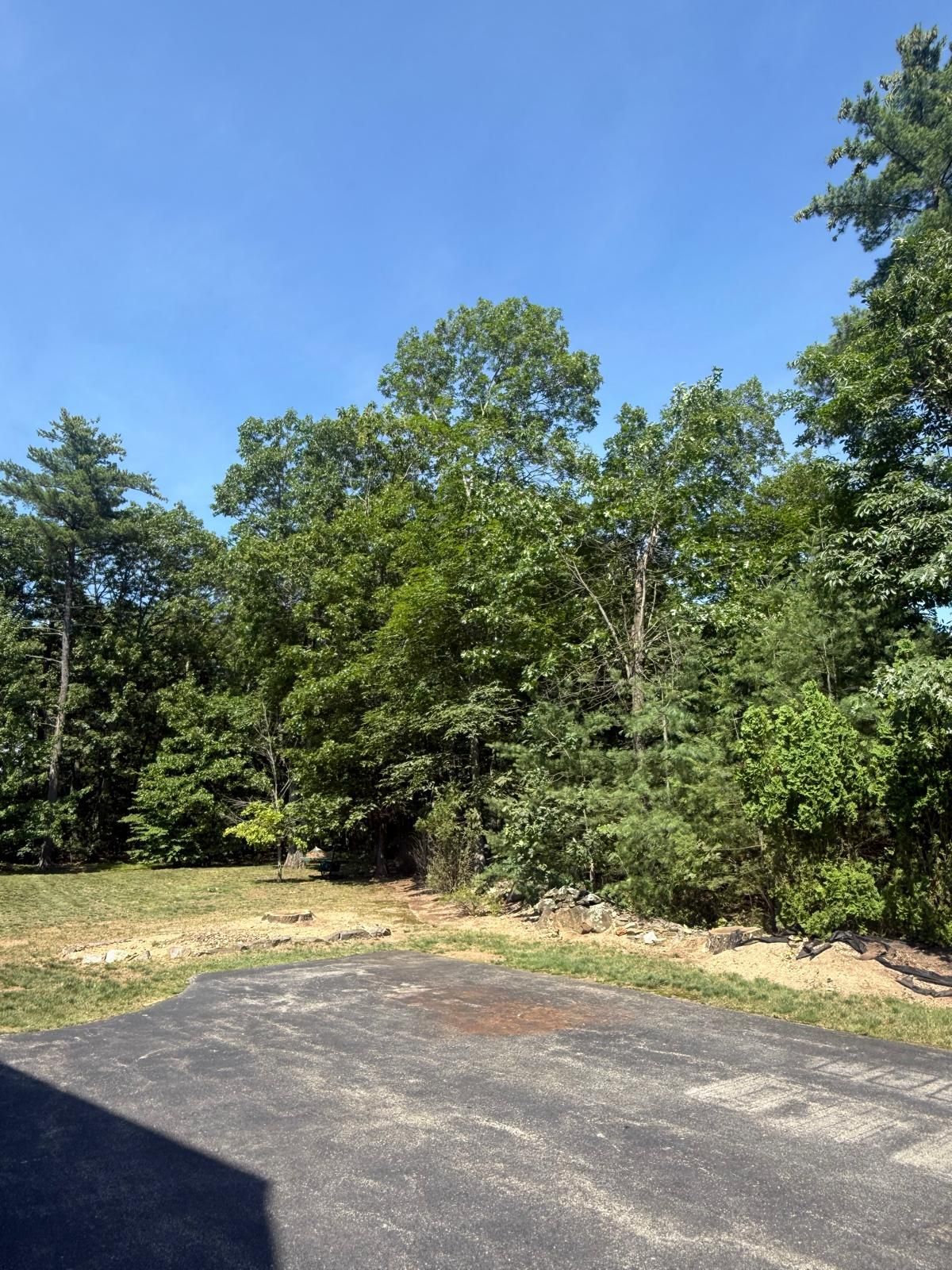 Empty parking lot beside dense green trees under a clear blue sky
