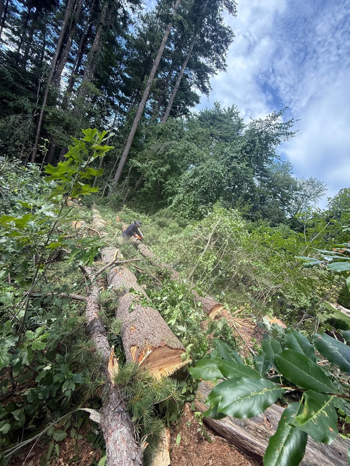 Cut logs in a forest clearing beside dense green brush and tall trees under a blue sky