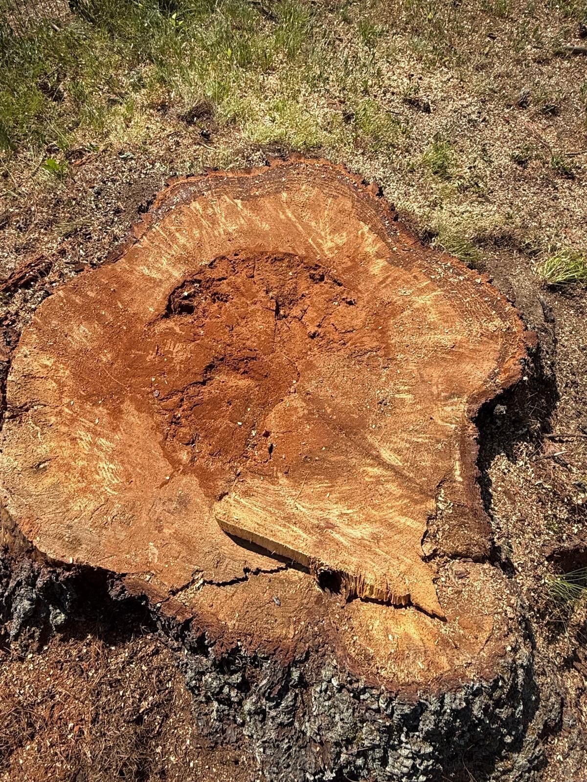 A cut tree stump with rough brown bark on dry grass and soil.
