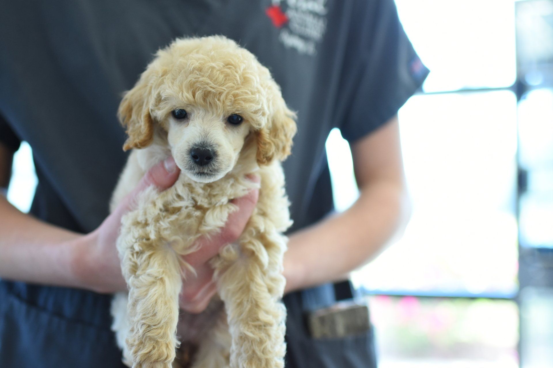Poodle Puppies Pet Center Hattiesburg, MS