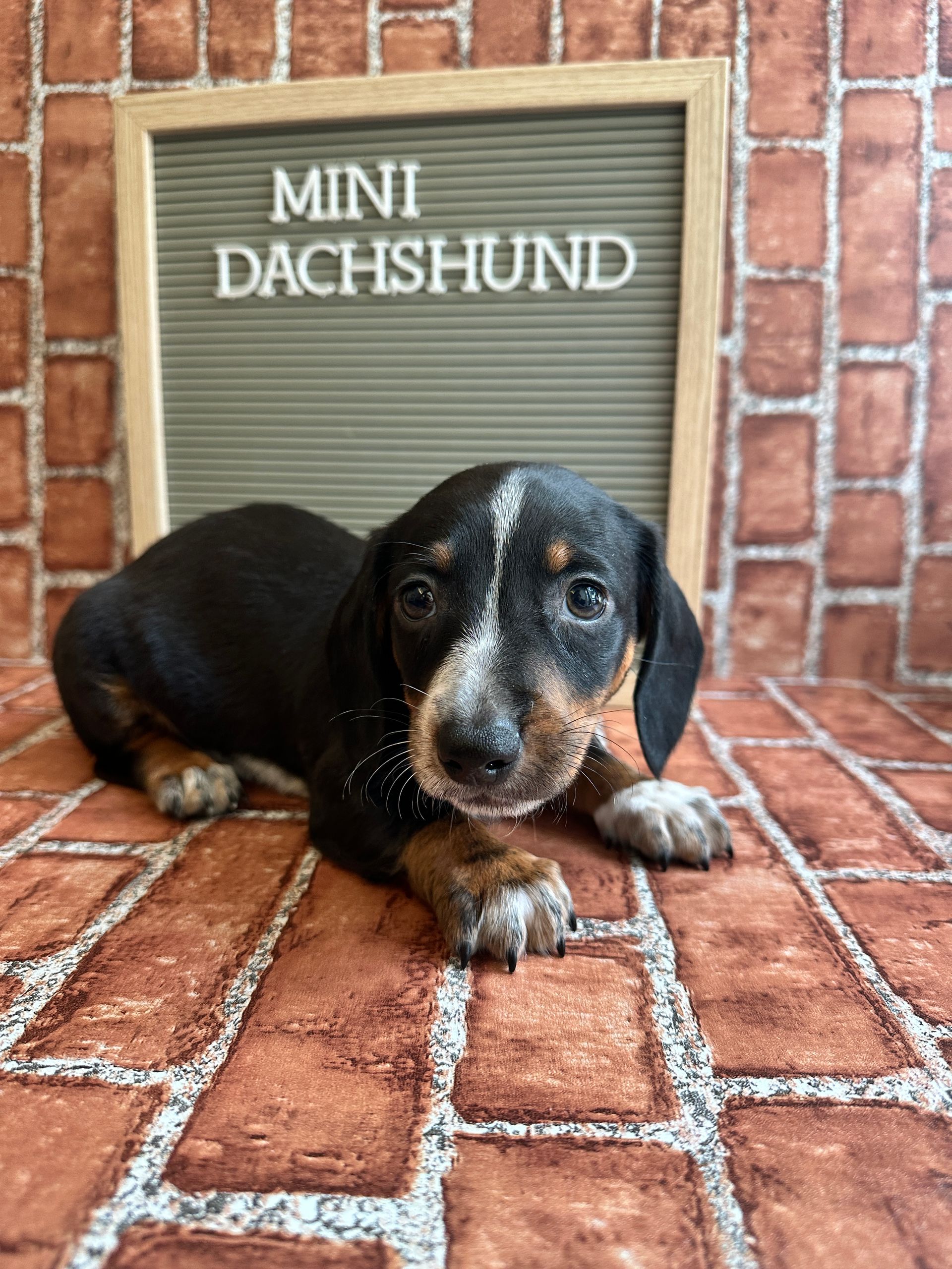 Love At First Sight Pet Center Hattiesburg, MS