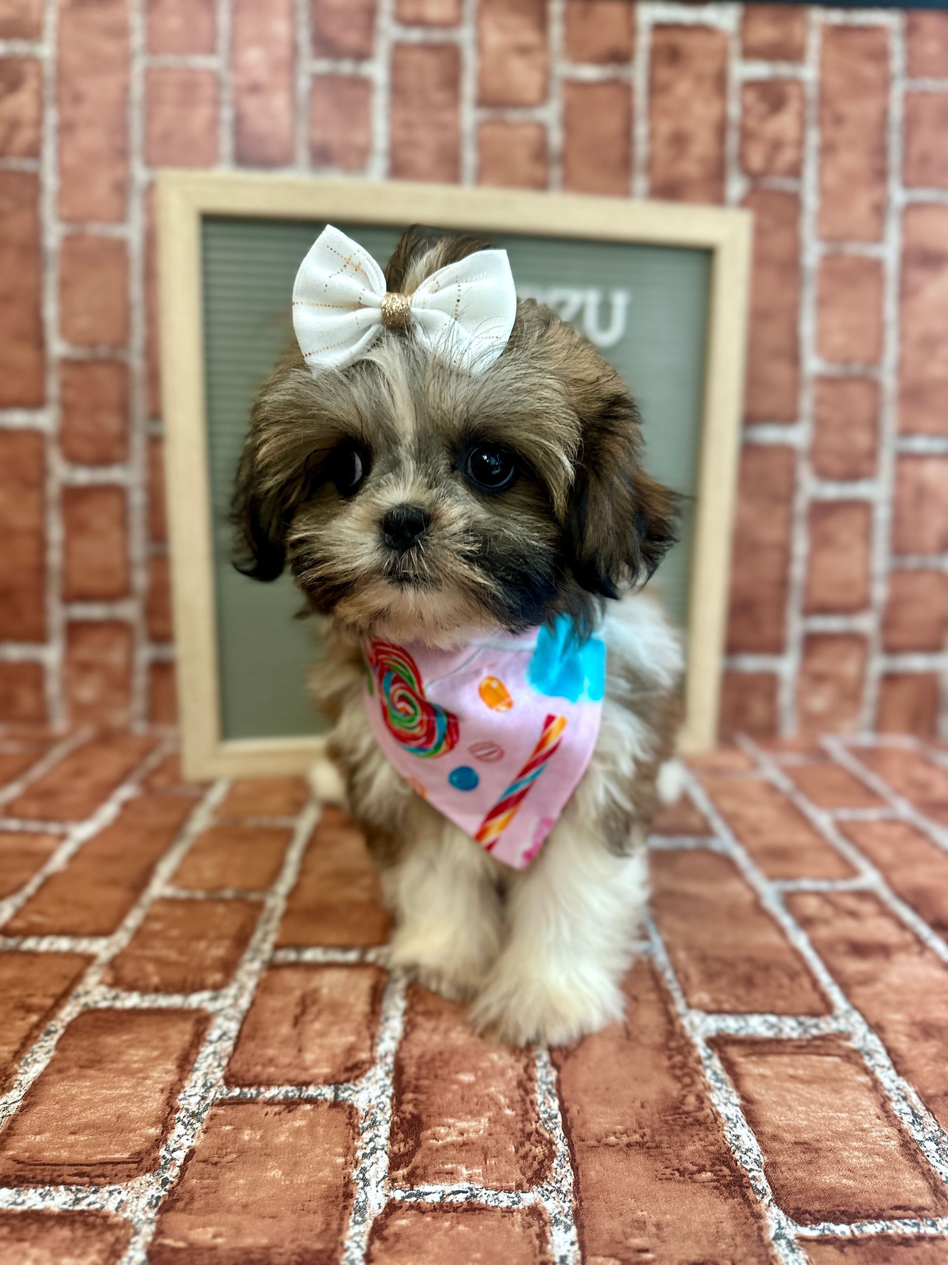 Love At First Sight Pet Center Hattiesburg, MS