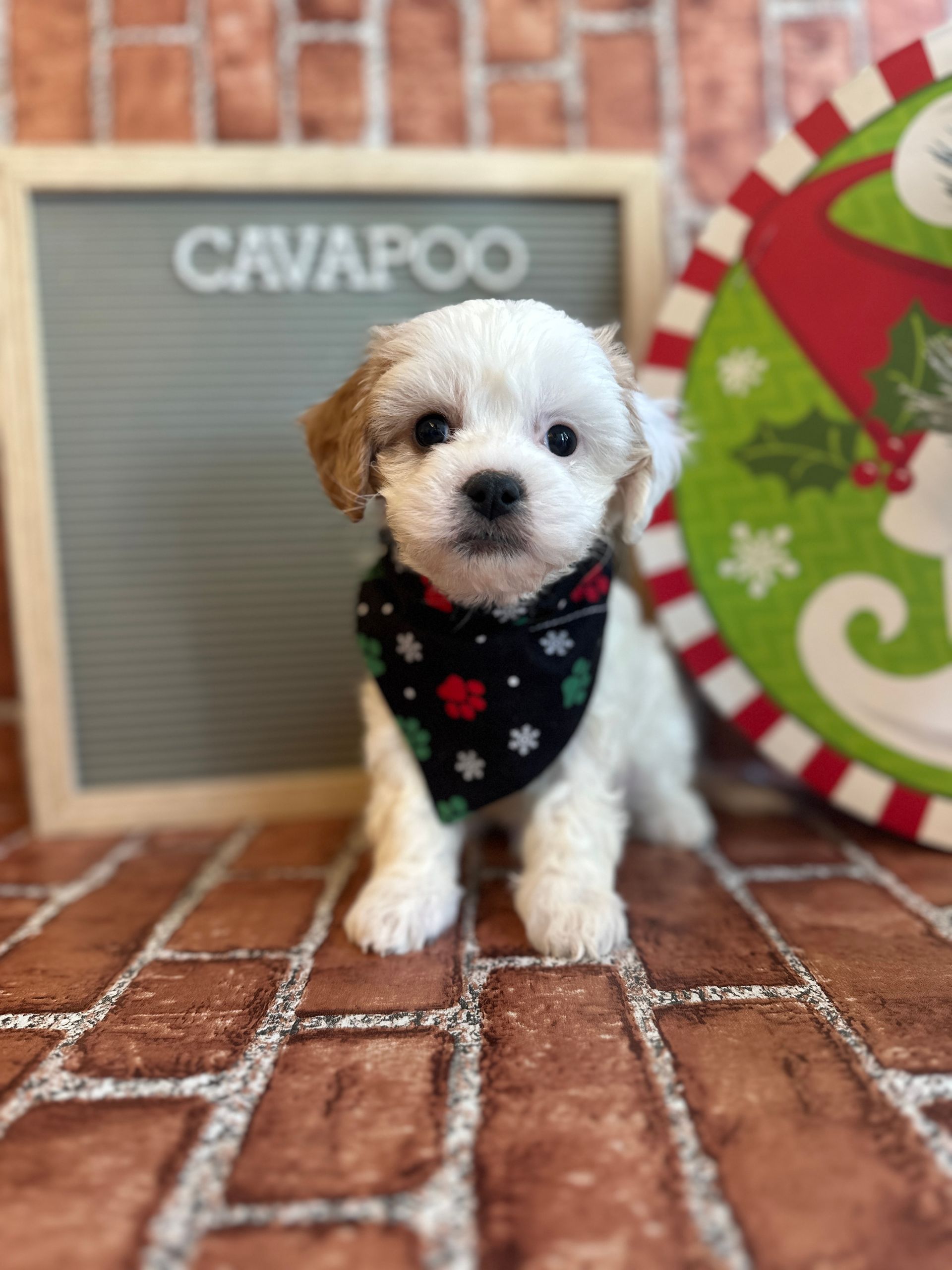 Love At First Sight Pet Center Hattiesburg, MS