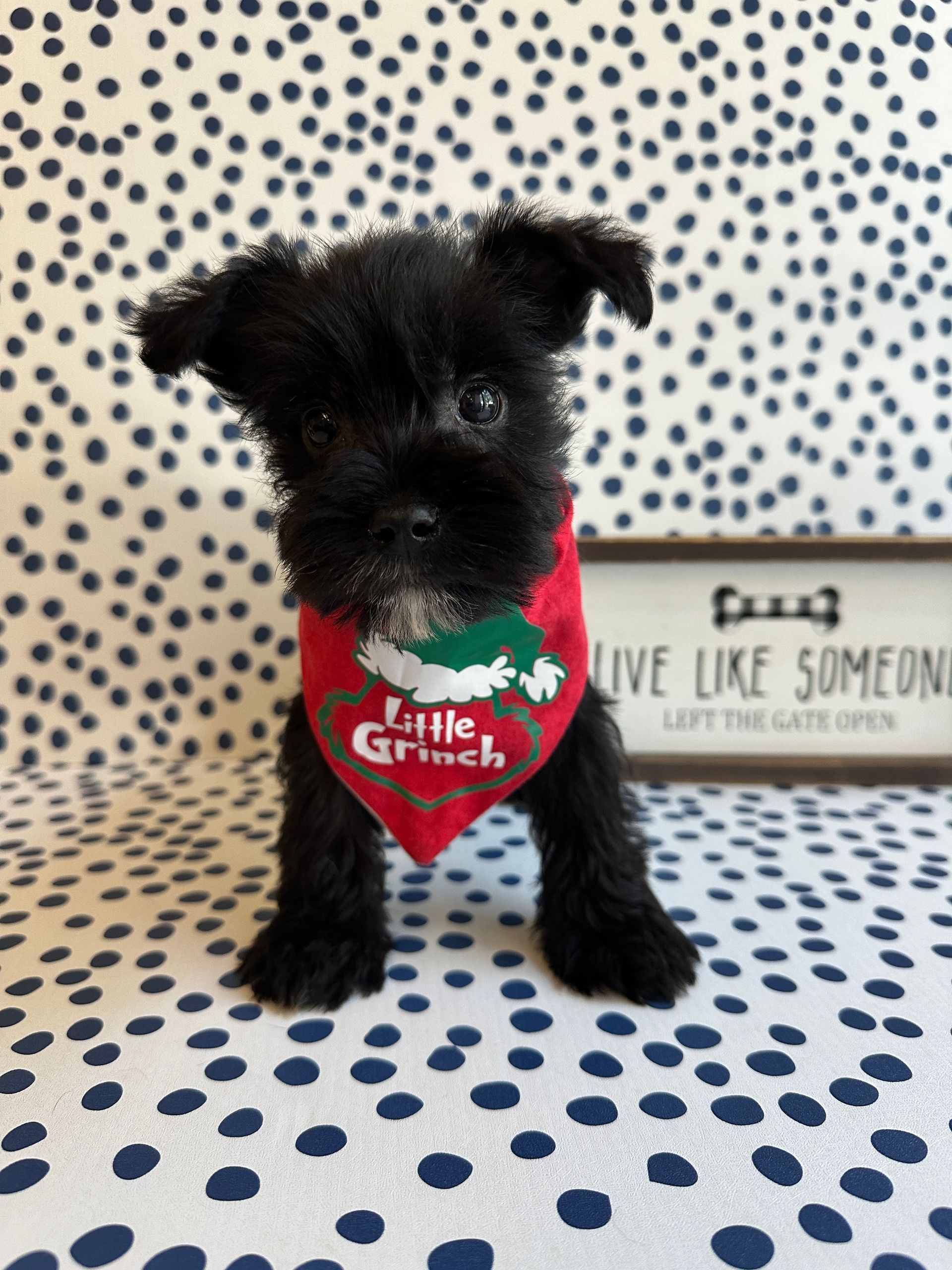 Love At First Sight Pet Center Hattiesburg, MS