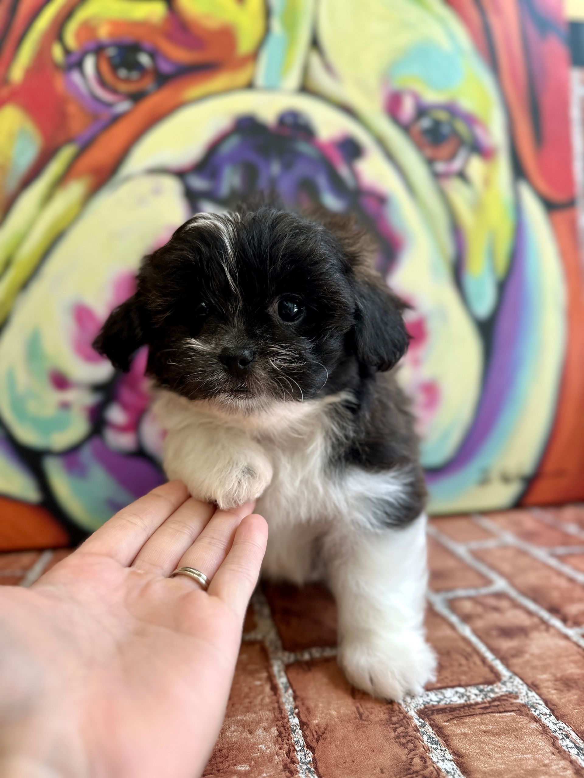 Love At First Sight Pet Center Hattiesburg, MS
