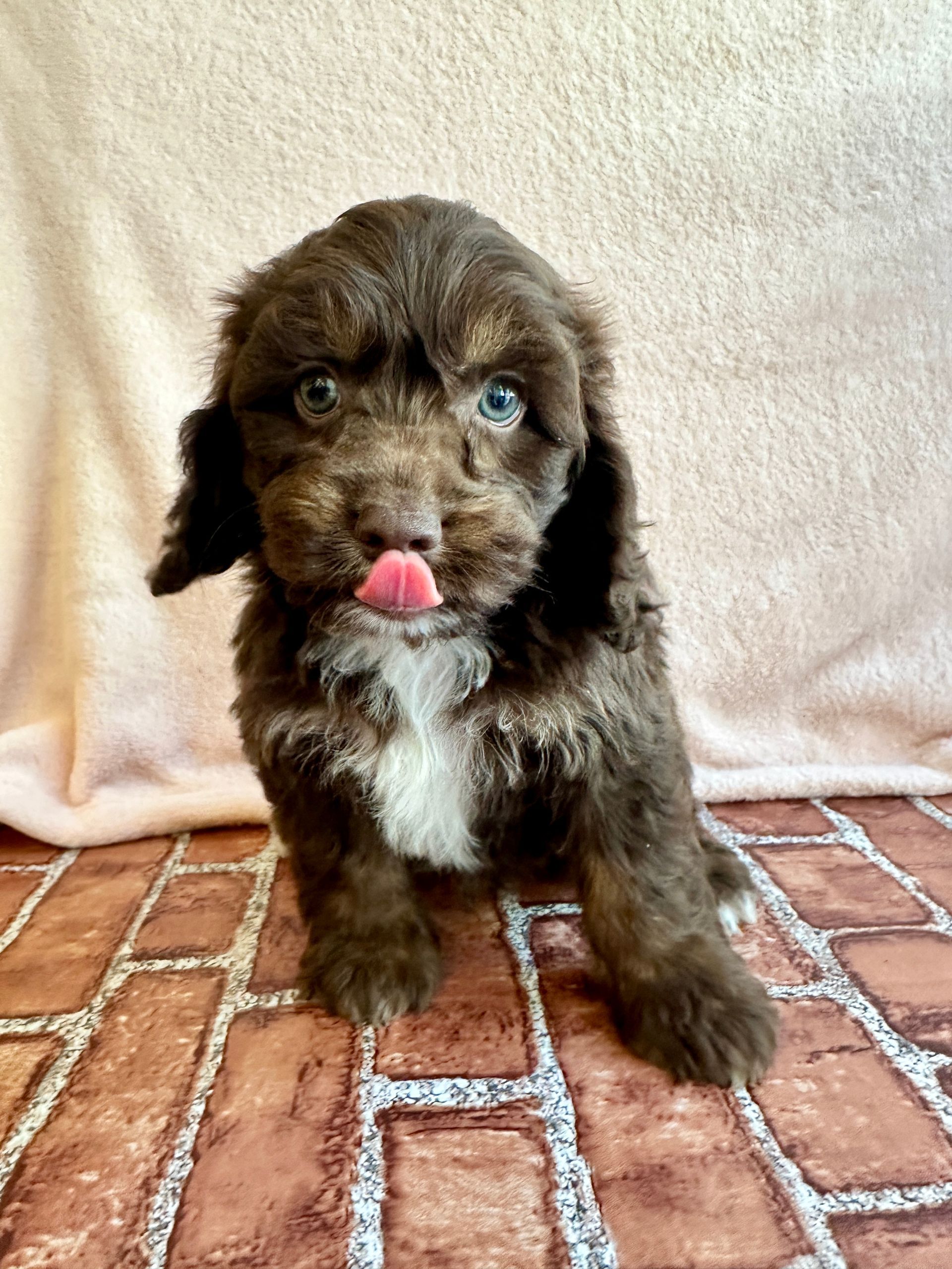 Love At First Sight Pet Center Hattiesburg, MS