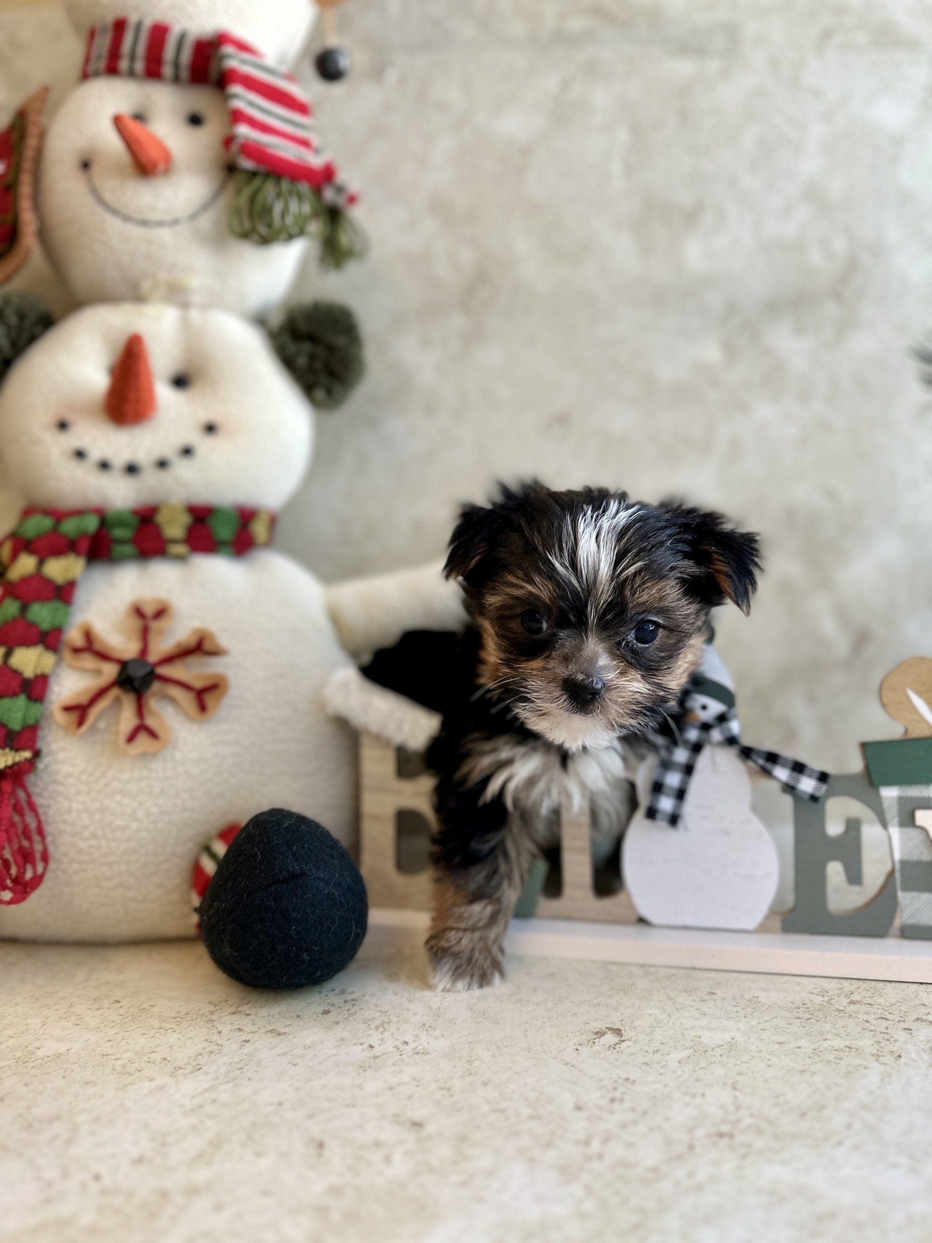 Chihuahua Puppies Pet Center Petal, MS
